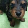 Ckc Silver Dapple Miniature Dachshund