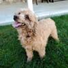 Akc reg. Poodle female