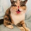 Gorgeous Short hair girl - CFA registered, PKD/FIV/FeLV negative