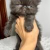 Persian kittens available for deposit