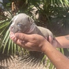 Micro Exotic Bully