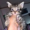 Maine Coon Kittens ALL WHITE FEMALE