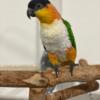 Weaned black cape caique