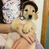 F1 Goldendoodle