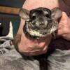Chinchillas