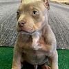 ABKC Registered Pocket Bully Puppies