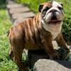 Sold. Akc English Bulldog puppies