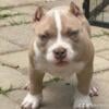 American bully puppies