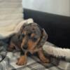 Miniature Dachshund Puppies