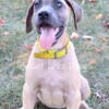 AKC Great Dane Puppies Fawn Female