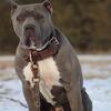 American bully XL
