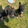 Belgian Malinois Puppies