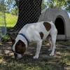 AKC Boston Terrier Stud