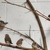 Black-cheeked Zebra Finches