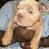 Lilac Tri Merle English Bulldog