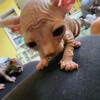 REDUCED PRICE: For Sale: Sphynx Kittens (ready in early January)