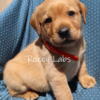 AKC English Yellow Labs Ready to go June 3rd.