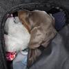 Doberman Pinscher puppy