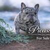 “Picasso” male French bulldog (Merle)
