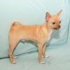 AKC Chihuahua Puppies- Cooper, Fawn Smoothcoat Male