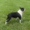 Boston Terrier male at stud