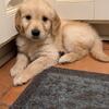 AKC Golden Retriever puppies