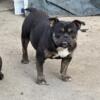 Micro Black Tri Female, bully