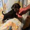 Daug puppy pug dachshund mix