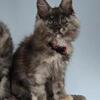 Gorgeous Smoke Tortie Maine Coon Girl – 10 Weeks & Ready Now