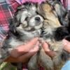 ADORABLE Morkie Puppies