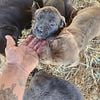 Cane Corso Puppies