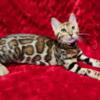 Brown clouded rosetted bengal kitten for sale