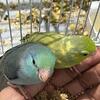 Parrotlet Male & Female