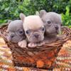 Super Cute Lilac Tri frenchie Male's