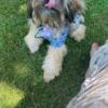 Christmas Pom-Shih-Poo Puppies