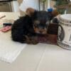 Yorkshire terrier for sale in Knightdale North Carolina