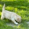 Puppies ready July 5th AKC registered Golden Retrievers