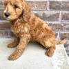 9 week old Goldendoodle is looking for her furever home