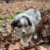 Mini Australian shepherd puppies