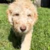 Double doodle puppies for sale 400