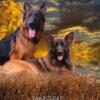 AKC GERMAN SHEPHERDS Red & Black sable males available. Born 9/11