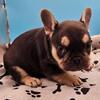 "Charlie" AKC French bulldog