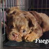 Rojo Fluffy Frenchie, Killer DNA