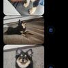 Pomeranian 8 month old for adoption