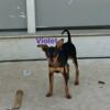 Mini Pinscher Needing A Loving Home