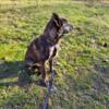 Female Dutch Shepherd Puppy