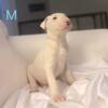 bull terrier puppies