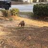Micro American bully pup
