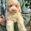 Micro Mini F1bb Goldendoodles