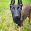 Male Belgian malinois 